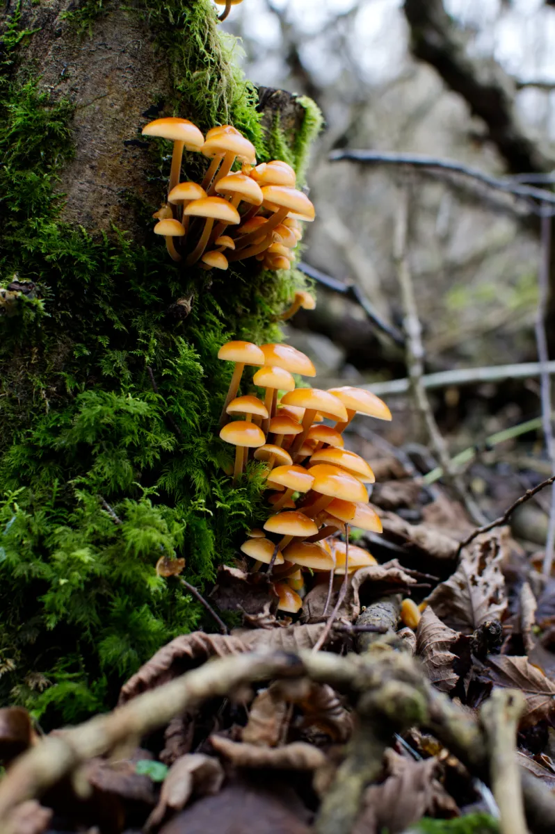 Mushroom wonderland