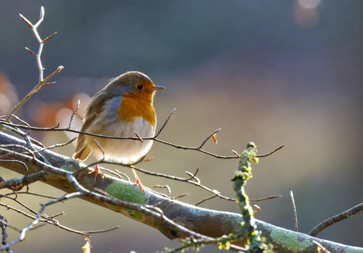 Christmas Robin