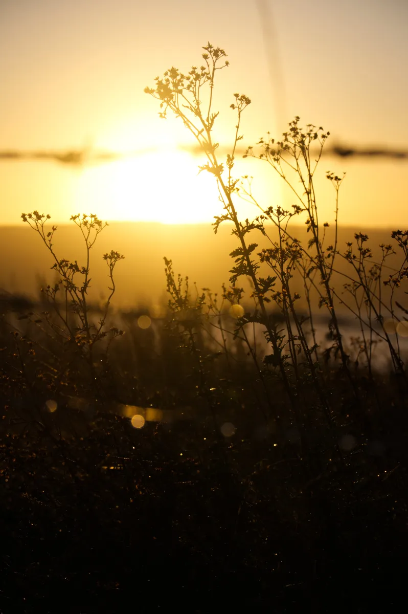 Sunrise